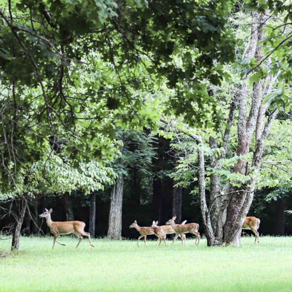 A mother deer and four fawns walk across a green lawn