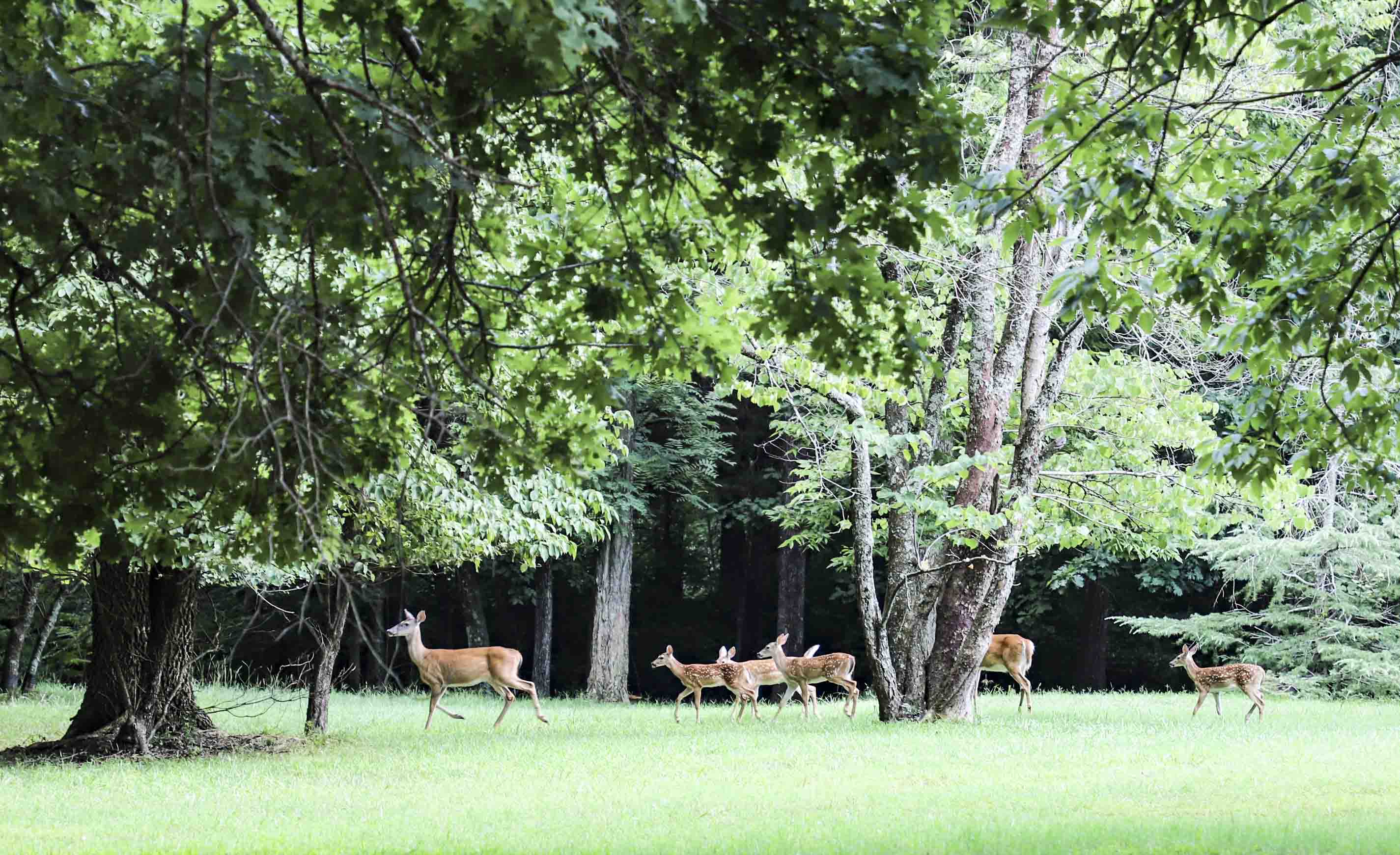 A mother deer and four fawns walk across a green lawn