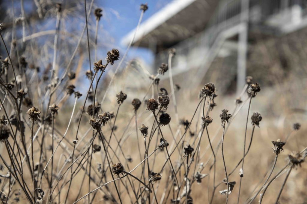 Native Species at ECO Modern Flats in Fayetteville, Arkansas