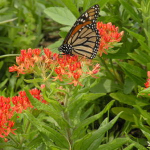 Butterfly milkweed