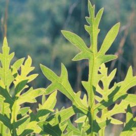 Compass Plant Leaves