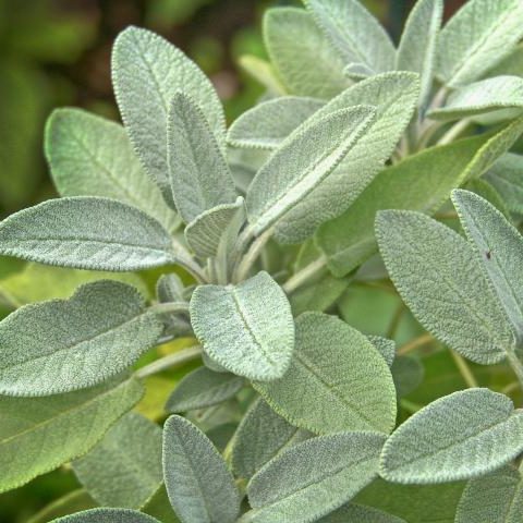 Green sage leaves