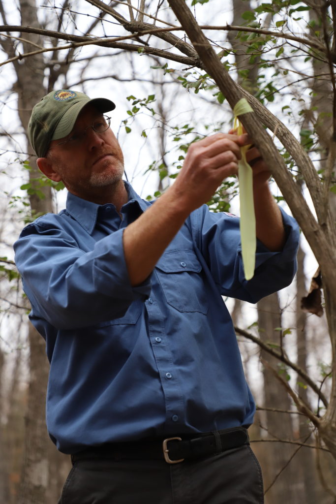 Isaac Ogle uses yellow flagging to mark an invasive bush honeysuckle for removal