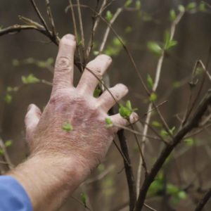 Isaac Ogles hand reaches into a bush honeysuckle