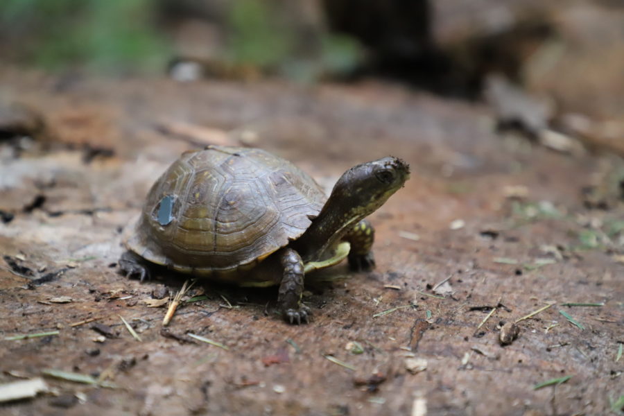 A three-toed box turtle on a trail