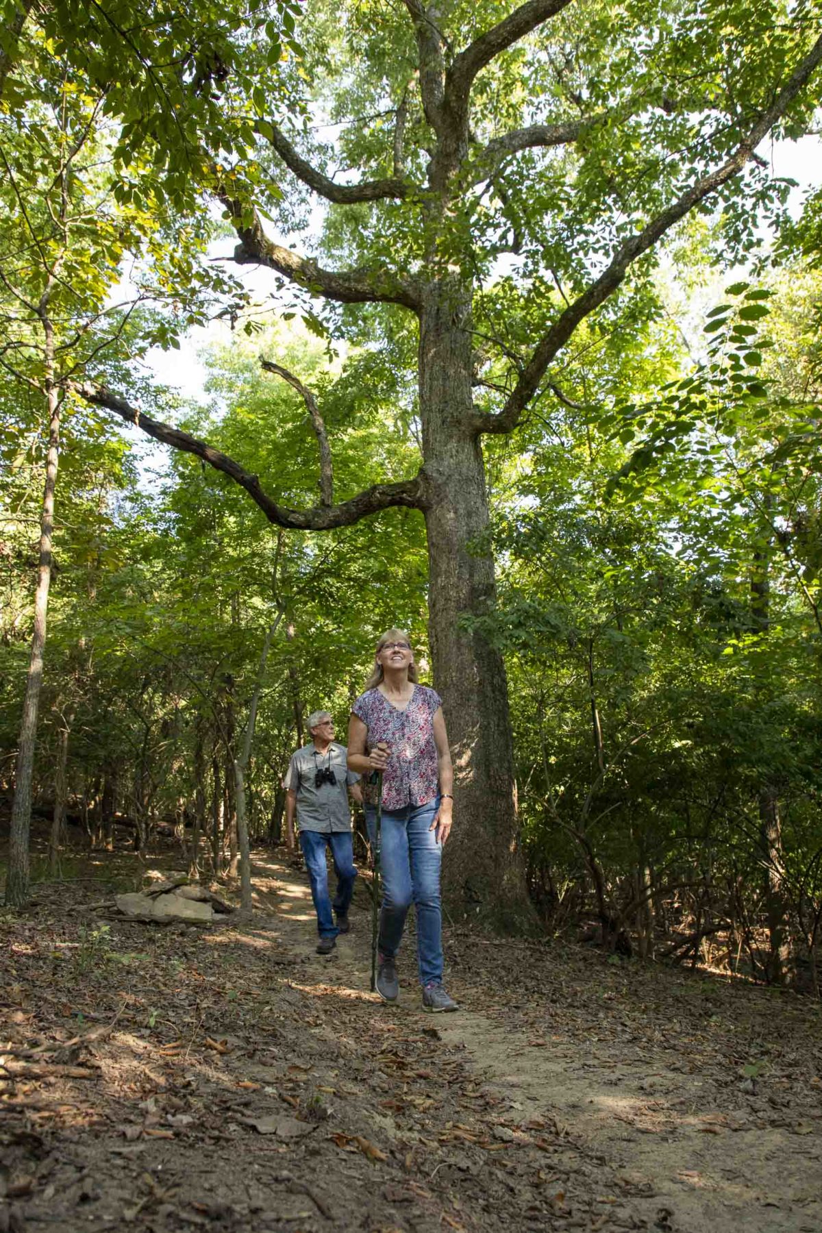 Two hikers with walking sticks walk toward the viewer below a tall oak tree