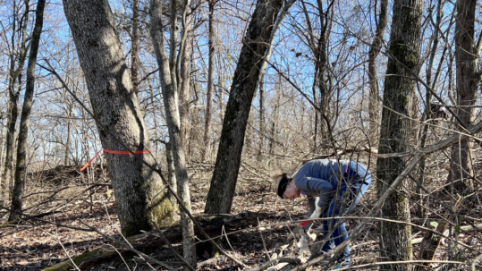 A woman in a blue jacket and jeans bends over to cut an invasive bush honeysuckle branch with a handsaw. She is surrounded by deciduous forest. It is winter so the blue sky shines through the trees.
