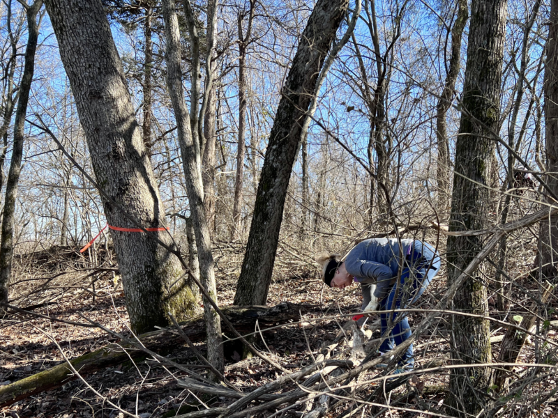 A woman in a blue jacket and jeans bends over to cut an invasive bush honeysuckle branch with a handsaw. She is surrounded by deciduous forest. It is winter so the blue sky shines through the trees.