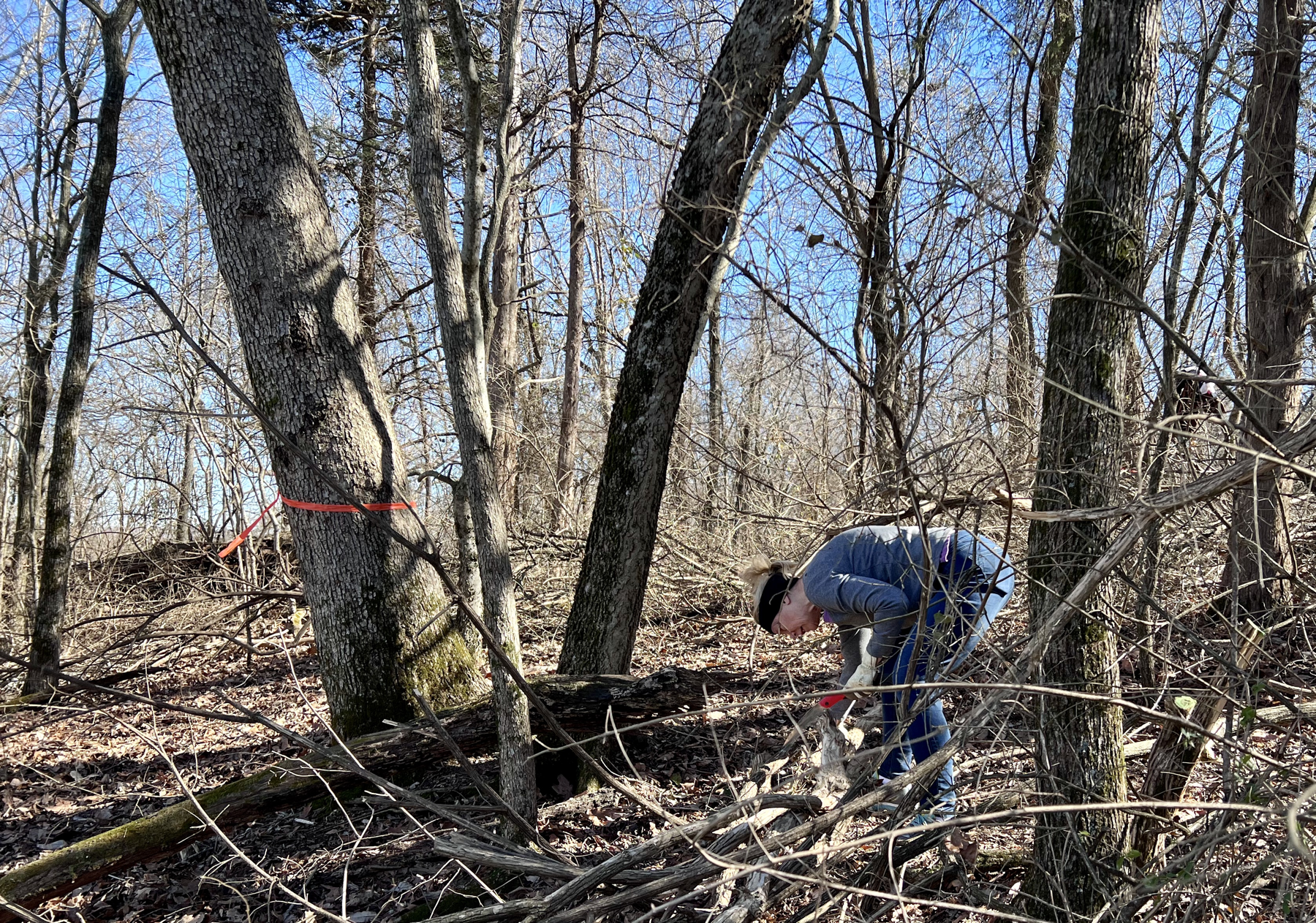 A woman in a blue jacket and jeans bends over to cut an invasive bush honeysuckle branch with a handsaw. She is surrounded by deciduous forest. It is winter so the blue sky shines through the trees.