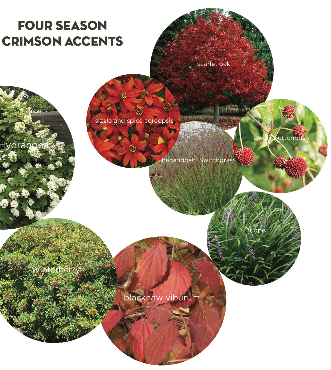 Four Season Crimson Accents a red oak, red sphere seed capsules of dwarf buttonbush, red leaves of blackhaw viburnum