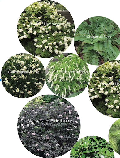Shrubs are pictured and labeled: Oakleaf Hydrangea, Sweetspire, Hummingbird Clethra, Black Lace Elderberry